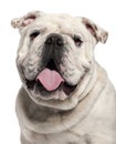 Close-up of English Bulldog, 14 months old Royalty Free Stock Photo