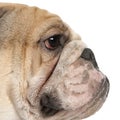 Close-up of English Bulldog, 16 months old Royalty Free Stock Photo