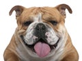 Close-up of English Bulldog, 18 months old