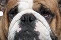 Close-up of English Bulldog, 2 years old Royalty Free Stock Photo