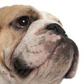 Close-up of English Bulldog, 16 months old Royalty Free Stock Photo