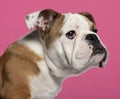 Close-up of English bulldog puppy Royalty Free Stock Photo