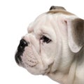 Close-up of English bulldog puppy, 2 months old Royalty Free Stock Photo