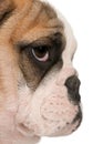 Close-up of English bulldog puppy, 4 months old