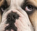 Close-up of English bulldog puppy, 4 months old Royalty Free Stock Photo