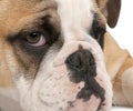 Close-up of English bulldog puppy, 4 months old Royalty Free Stock Photo