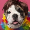 Close-up of English Bulldog puppy wearing a wig Royalty Free Stock Photo