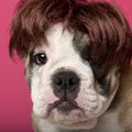 Close-up of English Bulldog puppy wearing a wig Royalty Free Stock Photo