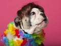 Close-up of English Bulldog puppy wearing a wig Royalty Free Stock Photo