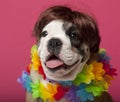Close-up of English Bulldog puppy wearing a wig Royalty Free Stock Photo