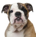 Close-up of English Bulldog puppy, 11 weeks old Royalty Free Stock Photo