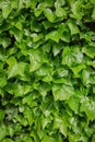 Close up of English Ivy, Hedera helix. Background. Royalty Free Stock Photo