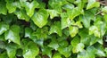 Close up of English Ivy, Hedera helix. Background. Royalty Free Stock Photo