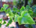 Close up of English Ivy leaf Royalty Free Stock Photo