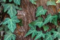 Close-up. English ivy vine covering a big portion of the textured bark surface of a fir tree