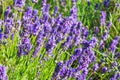 English lavender in the garden