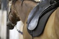 Close up of English saddle on brown horse Royalty Free Stock Photo