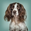 Close-up of English Springer Spaniel against green background Royalty Free Stock Photo