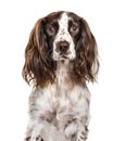 Close-up of english springer spaniel, isolated Royalty Free Stock Photo