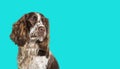 Close-up of english springer spaniel looking away on blue banner Royalty Free Stock Photo