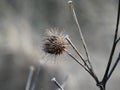 Close up of an English teasel seed pod on a crisp frosty spring morning.