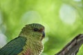 close up of Enicognathus ferrugineus the Austral Parakeet Austral Conure or Emerald Parakeet