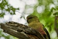 close up of Enicognathus ferrugineus the Austral Parakeet Austral Conure or Emerald Parakeet