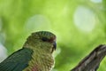 close up of Enicognathus ferrugineus the Austral Parakeet Austral Conure or Emerald Parakeet