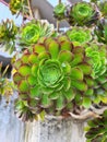 close-up of Eonius (aeonium hierrense)