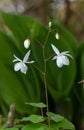 Close-up of Epimedium grandiflorum