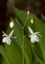 Close-up of Epimedium grandiflorum