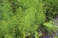 Equisetum sylvaticum, the wood horsetail, growing in the forest