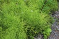 Equisetum sylvaticum, the wood horsetail, growing in the forest Royalty Free Stock Photo