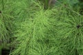 Equisetum sylvaticum, the wood horsetail, growing in the forest