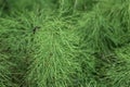 Equisetum sylvaticum, the wood horsetail, growing in the forest