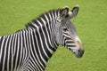 The head of a Zebra standing on grass Royalty Free Stock Photo