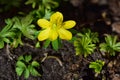 Close up of an Eranthis hyemalis - Winterling Royalty Free Stock Photo