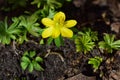 Close up of an Eranthis hyemalis - Winterling Royalty Free Stock Photo