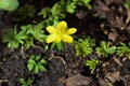 Close up of an Eranthis hyemalis - Winterling