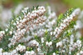 Close up of Erica carnea.White winter/spring heath