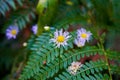 Close-up of Erigeron annuus blossoms spotted in nature