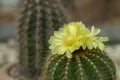 Eriocactus Parodia, cactus, succulent desert plants with beautiful yellow flowers bloom on top. Royalty Free Stock Photo
