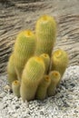Eriocactus Parodia cluster for an ornamental plant in the rock garden Royalty Free Stock Photo
