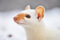 close-up of ermine ears perked up in snow Royalty Free Stock Photo