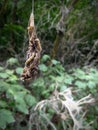 Close Up of Ermine Moth Larvae dangling from a Web in a Berlin P Royalty Free Stock Photo