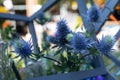 close-up of Eryngium bourgatii flower in an exotic bouquet with flowers and wooden elements