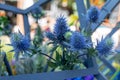 close-up of Eryngium bourgatii flower in an exotic bouquet with flowers and wooden elements