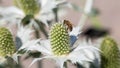 Close up of Eryngium giganteum.