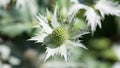 Close up of Eryngium giganteum.