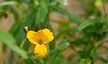 Close-up of an erysimum cheiri flower Royalty Free Stock Photo